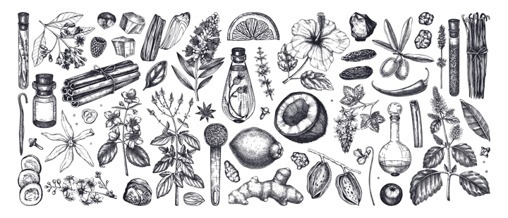 Perfumery and cosmetics ingredients collection. Flower, fruit, spice, herb sketches. Aromatic plants hand drawn vector illustration.